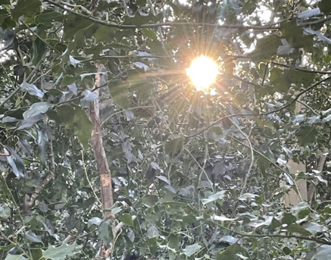 Sonne, die durch Blätter scheint.